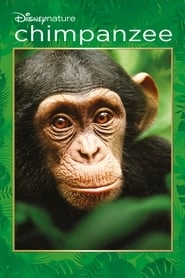 Chimpanzee hd