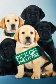 Pick of the Litter hd
