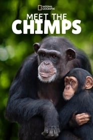 Meet the Chimps hd