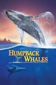 Humpback Whales hd