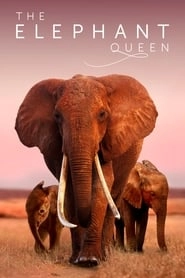The Elephant Queen hd