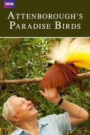 Attenborough's Paradise Birds hd