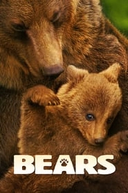 Bears hd