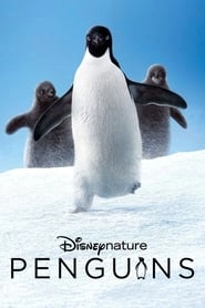 Penguins hd