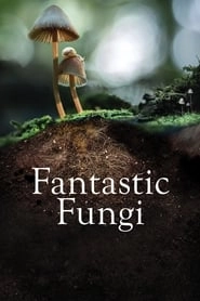Fantastic Fungi hd