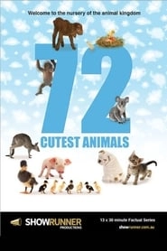 72 Cutest Animals