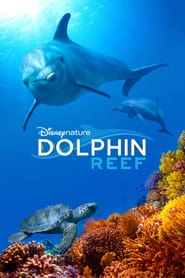 Dolphin Reef hd