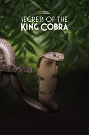 Secrets of the King Cobra hd