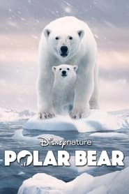 Polar Bear hd