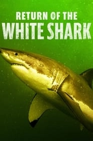 Return of the White Shark HD