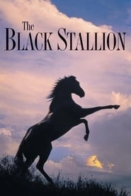 The Black Stallion hd