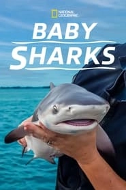 Baby Sharks hd