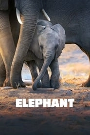 Elephant hd